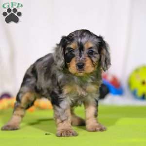 Grace, Cavapoo Puppy